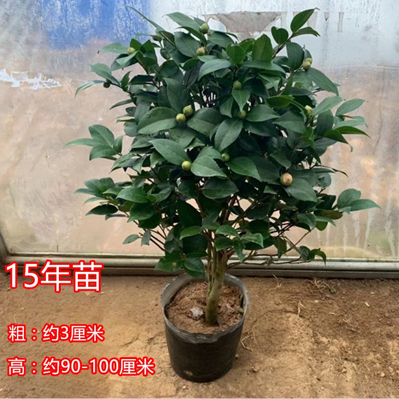 烈香香妃茶花树苗盆栽弹痕浓香型带花苞五色赤丹四季室内客厅花卉植物 香妃15年苗 不含盆