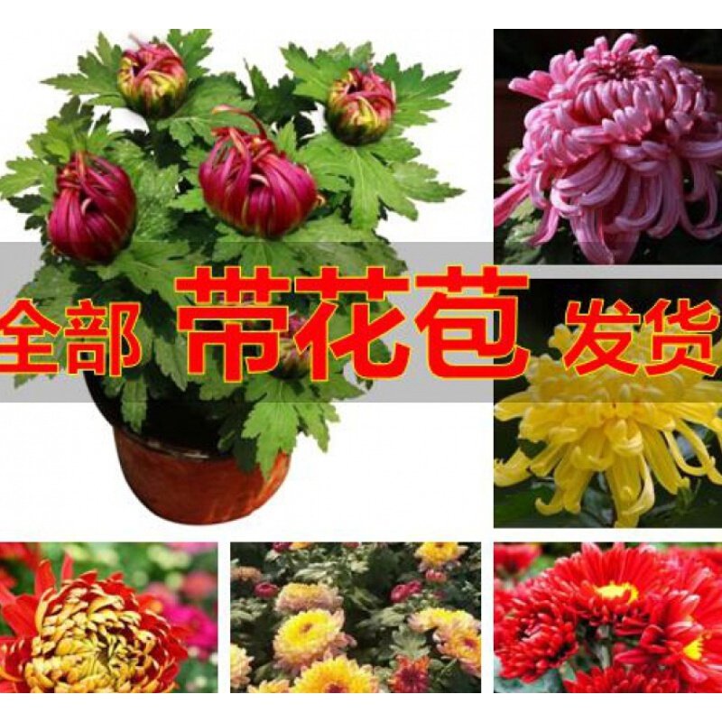 菊花苗菊花盆栽带花苞国庆秋菊四季开花花卉盆栽室内好养的植物 紫红乒乓(带花苞) 不含盆 黄绣球(带花苞)