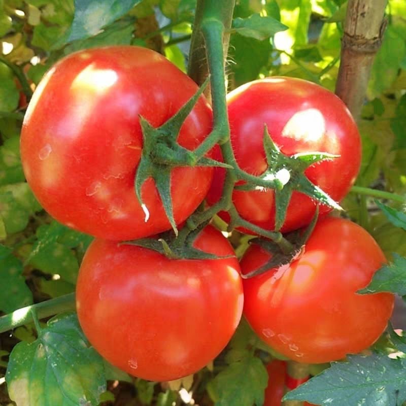 沙瓤西红柿新鲜蔬菜水果大番茄农家生吃自然熟现摘即食饱满多汁 【5斤精品】Y7F6L0