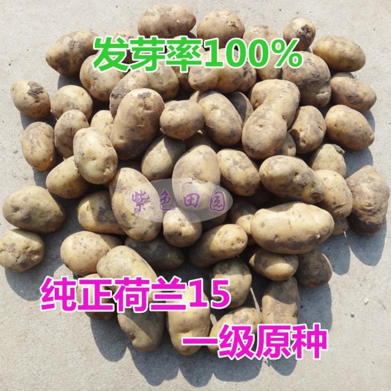 黑土豆种子 紫土豆黑金刚荷兰土豆脱毒种薯紫色马铃薯洋芋种5斤 荷兰土豆种子50斤_614_26