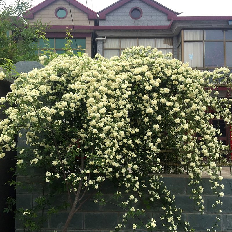 木香花大苗爬藤植物浓香四季红木香蔷薇花苗庭院攀援白木香花苗 四季红木香全冠母本大苗【花量惊人】 不含盆