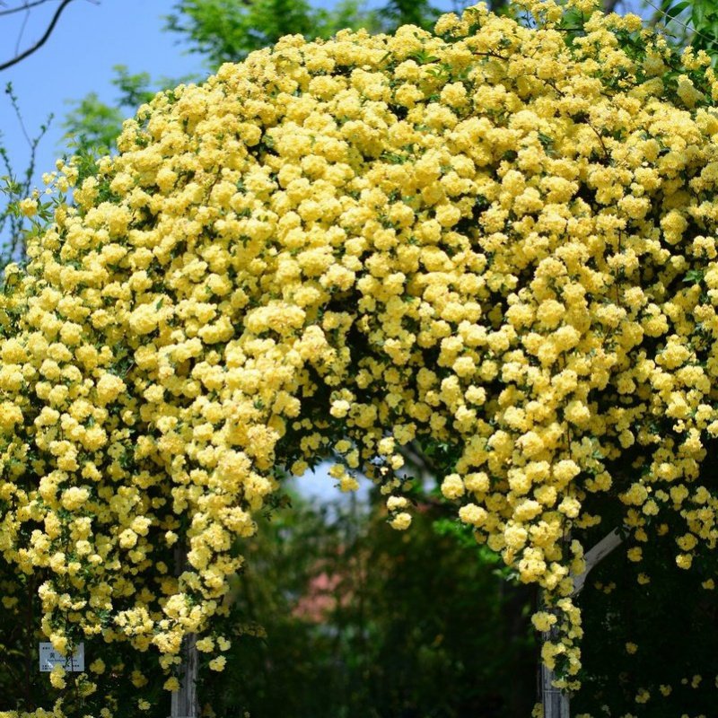 木香花大苗爬藤植物浓香四季红木香蔷薇花苗庭院攀援白木香花苗 四季红木香全冠母本大苗【花量惊人】 不含盆