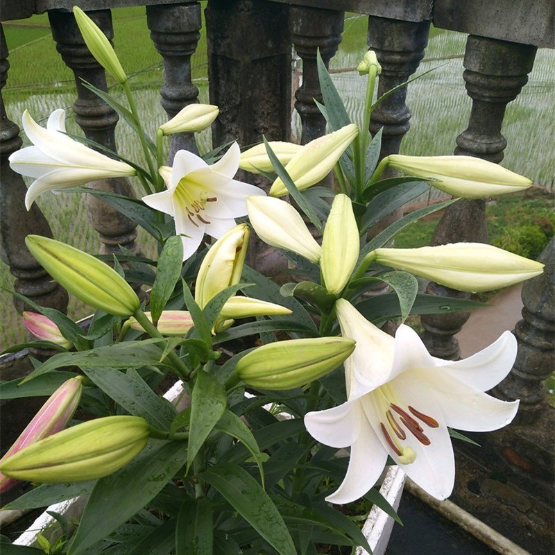 香水百合花种球带芽四季好养活古达盆栽植物多花苞室内外绿植花卉种子 A2橙色10棵不含盆（包成活） 12+