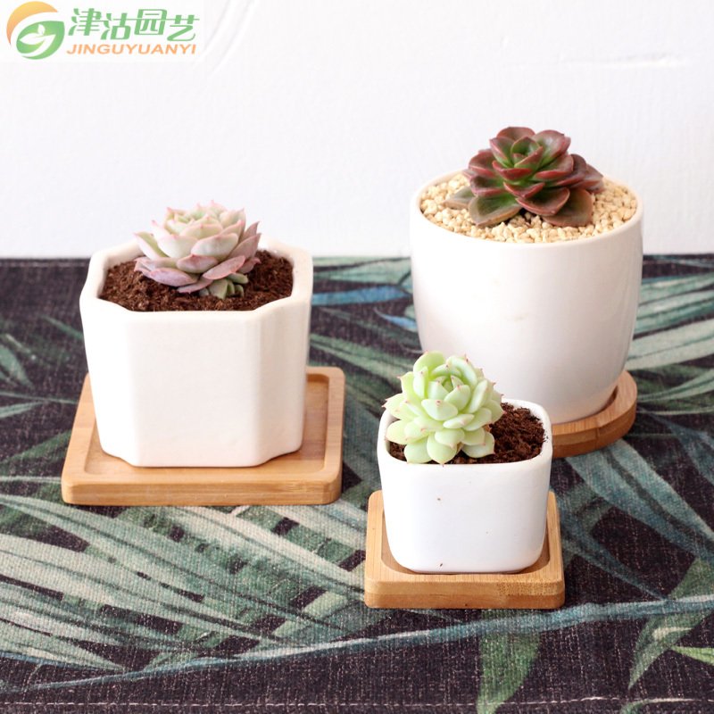 津沽园艺 园艺用品 花盆容器 多肉植物白瓷花盆陶瓷花盆 简约宜家客厅桌面肉肉小花器 圆形带托