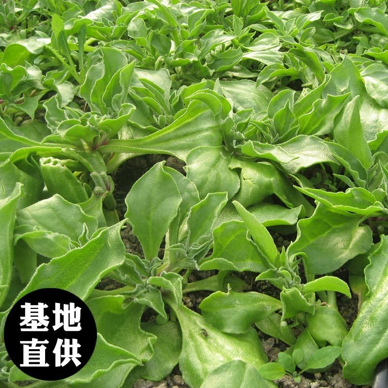 冰草新鲜蔬菜食用冰菜2斤即食生吃蔬菜沙拉食材水晶冰菜新鲜0UHD8FEVYHHGIFUTSMUHKEDMDBRRHIZT