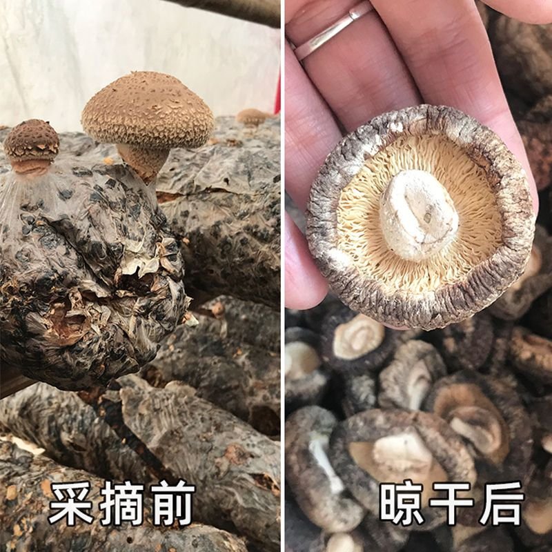 伏牛山 香菇干货干蘑菇 干香菇 批发 一斤 椴木香茹干 农家土特产 精选花菇一斤4BYBU2