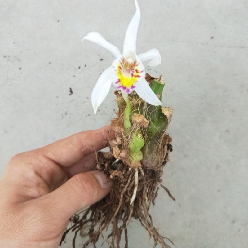 秋花独蒜兰 球茎兰花 弹痕易活 盆景花卉绿 植物 洋兰 比多肉植物好养