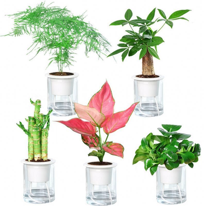 植物品种是富贵竹的弹痕盆栽怎么样 苏宁头条