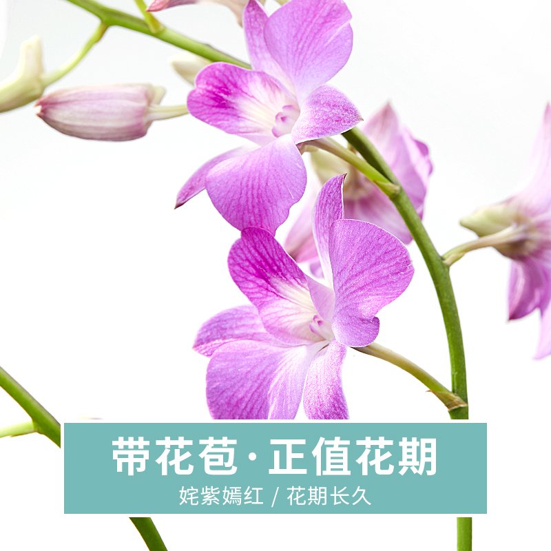 石斛兰花卉观花植物室内花绿植花卉盆栽阳台植物石斛兰盆栽带花 青瓷花盆[石斛兰]颜色随机 带盆栽好_57