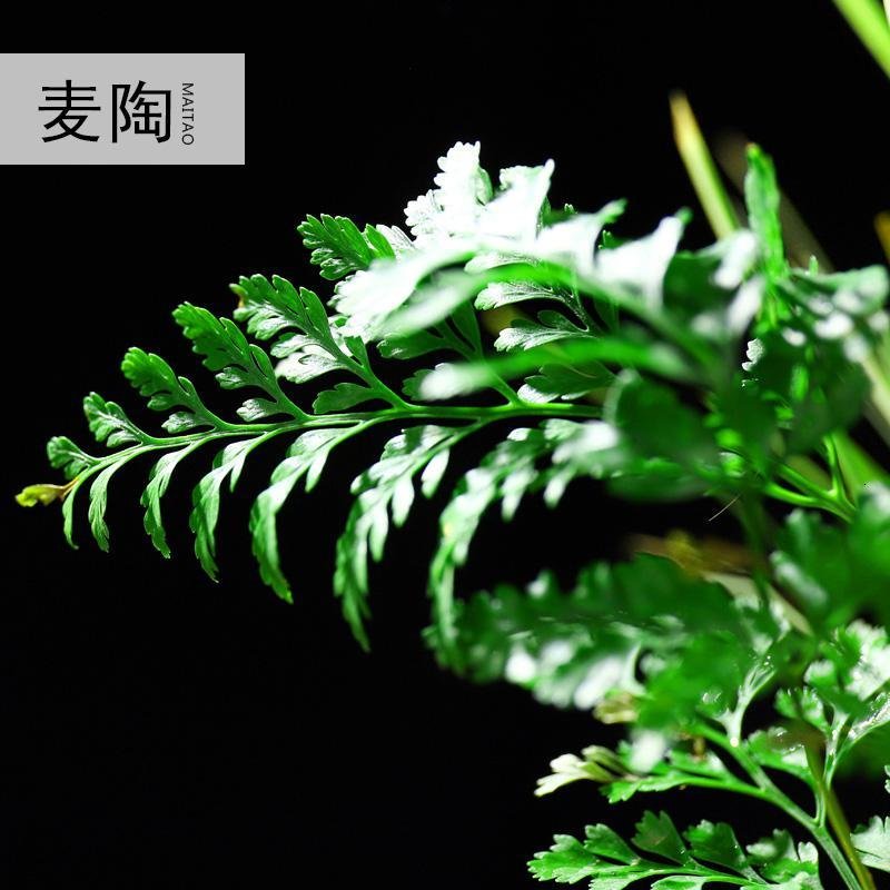 禅创意陶瓷花盆简约个性菖蒲袖珍椰子植用室内组合盆栽装饰品_353