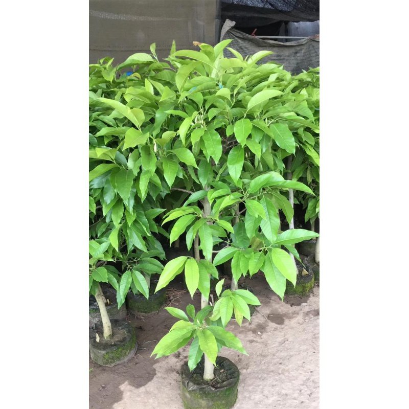 白兰花盆栽花卉植物弹痕室内玉兰树苗带花苞四季开花浓香型角兰好养 白兰15年苗直径5cm【当年开花】 不含盆