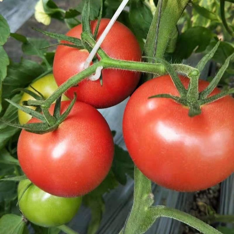 沙瓤西红柿新鲜蔬菜水果大番茄农家生吃自然熟现摘即食饱满多汁 【5斤精品】Y7F6L0