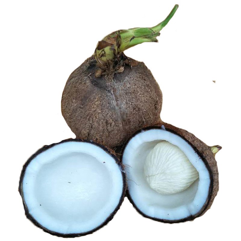 椰宝 新鲜 椰芯 去皮带毛发芽老椰 新鲜水果 椰子宝 椰子芯 椰肉饼3个装2.4KG