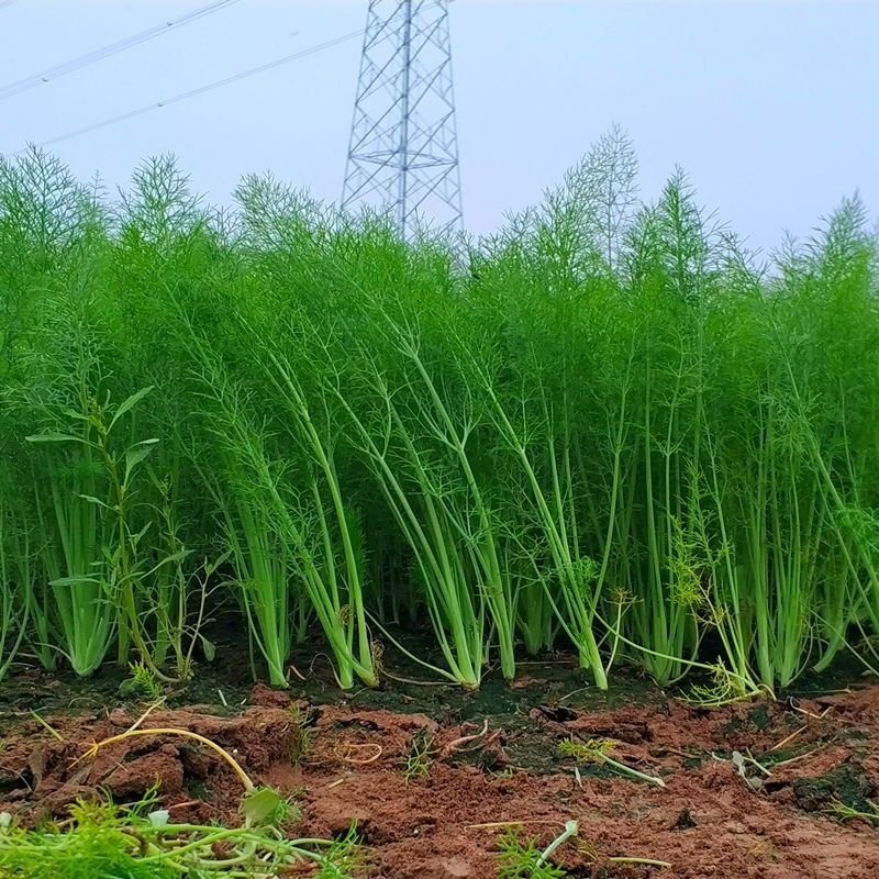 2斤茴香菜+2斤新鲜黄瓜） 小茴香菜新鲜不带根茴香新鲜蔬菜黄瓜茄子QEYSYAILZWEDGQHPJJDIEFRCTHH