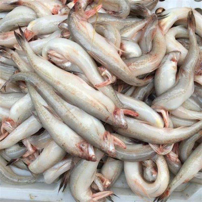 霞浦新鲜龙头鱼豆腐鱼海鲜水潺鱼生鲜龙头鲓丝丁鱼九肚鱼顺丰 3斤吃个QAMWFUMAVDDAEIOARKVUAXFCWBN