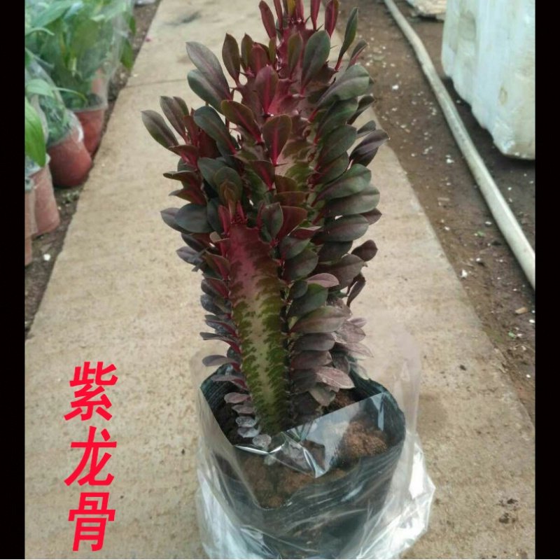 龙骨盆栽大植物龙骨花室内花开花不断霸王鞭玉麒麟仙人柱绿植 40公分大龙骨10棵 不含盆