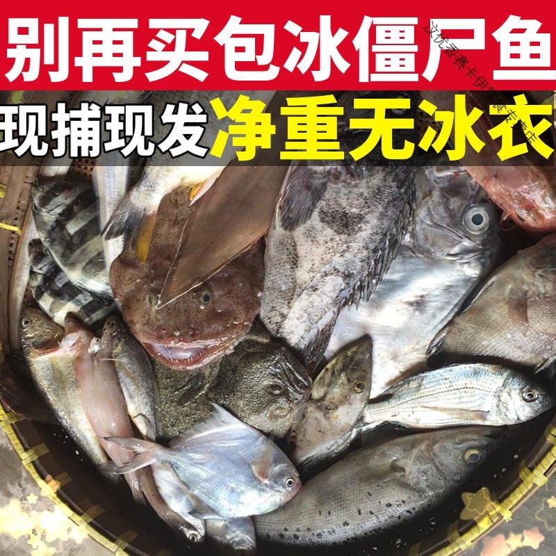 新鲜海杂鱼小鲳鱼 小黄鱼 小梭鱼 龙利鱼 石斑鱼 红头鱼 海鲜 1斤（尝鲜装 不划算）5530X4