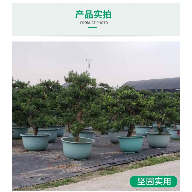 塑料花盆庭院种植铁树盆景古达大花盆大码加厚烤漆 400#外口径40高24/cm（一对2个）普通款 加厚加硬特大款