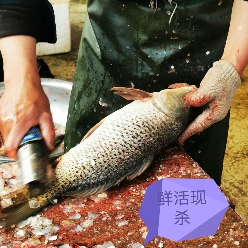 赛卡伊 江苏水乡正宗鲤鱼新鲜鲜活四鼻鲤鱼大鱼现杀淡水鱼 5斤野生