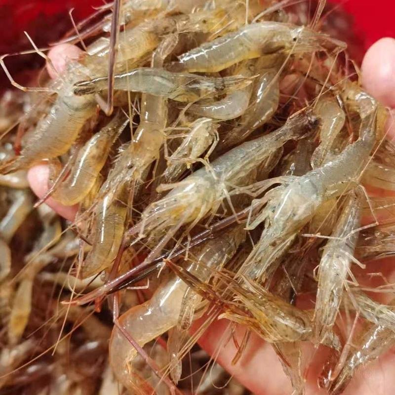 赛卡伊 微山湖小河虾新鲜淡水鲜活速冻小白虾小土虾小明虾 半斤装盒装