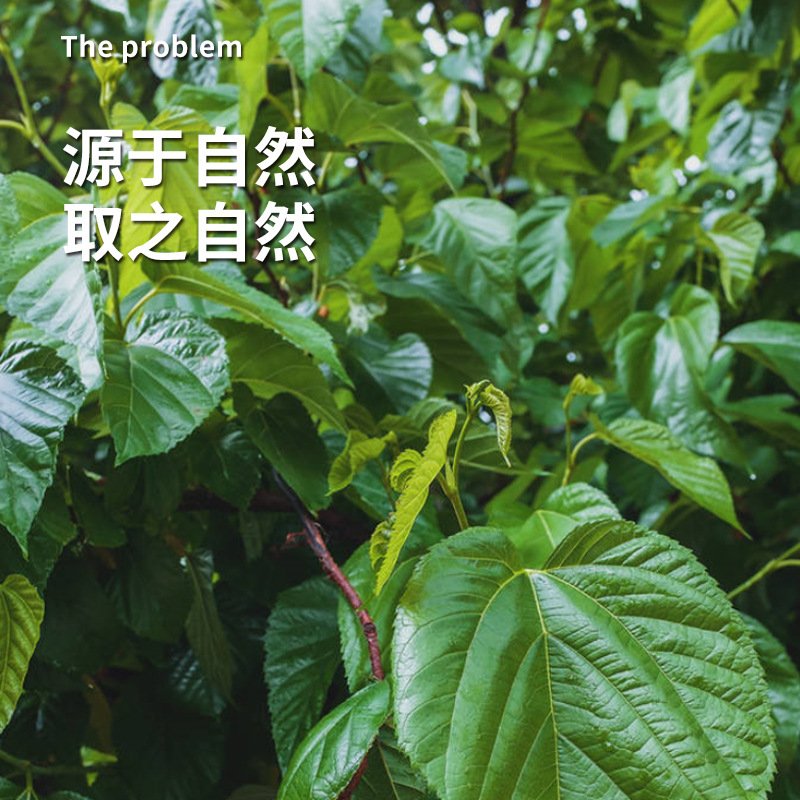 谯韵堂 桑叶茶30g/小罐便携装三角包款代用茶霜后桑叶桑葚叶子茶