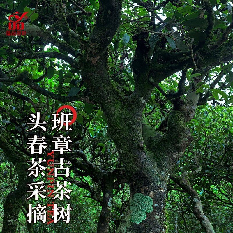 【福利秒杀】蕴品 2021年头春茶《班章方砖》古树普洱茶生茶28g