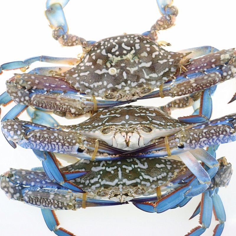 赛卡伊 北海海捕2斤装螃蟹梭子蟹鲜活冷冻大公母兰花蟹满黄可多拍食 2