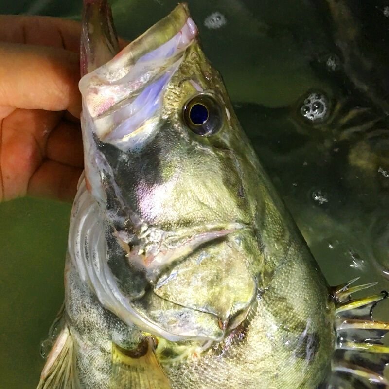 赛卡伊 桂鱼正宗纯鳜鱼鳌花鱼桂花鱼淡水鱼新鲜活鱼现杀 一斤左右/条 一条装