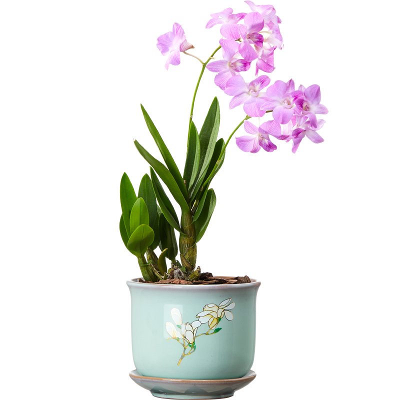 石斛兰花卉观花植物室内花绿植花卉盆栽阳台植物石斛兰盆栽带花 青瓷花盆[泼墨石斛兰] 带盆栽好_703