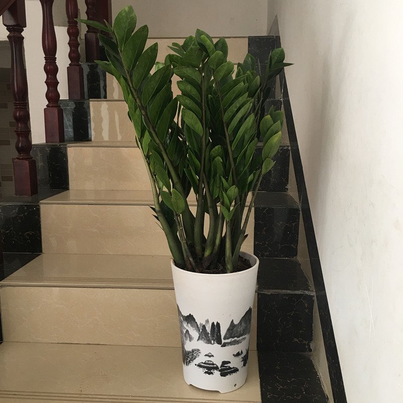 植物品种是金钱树的古达盆栽怎么样?-苏宁头条