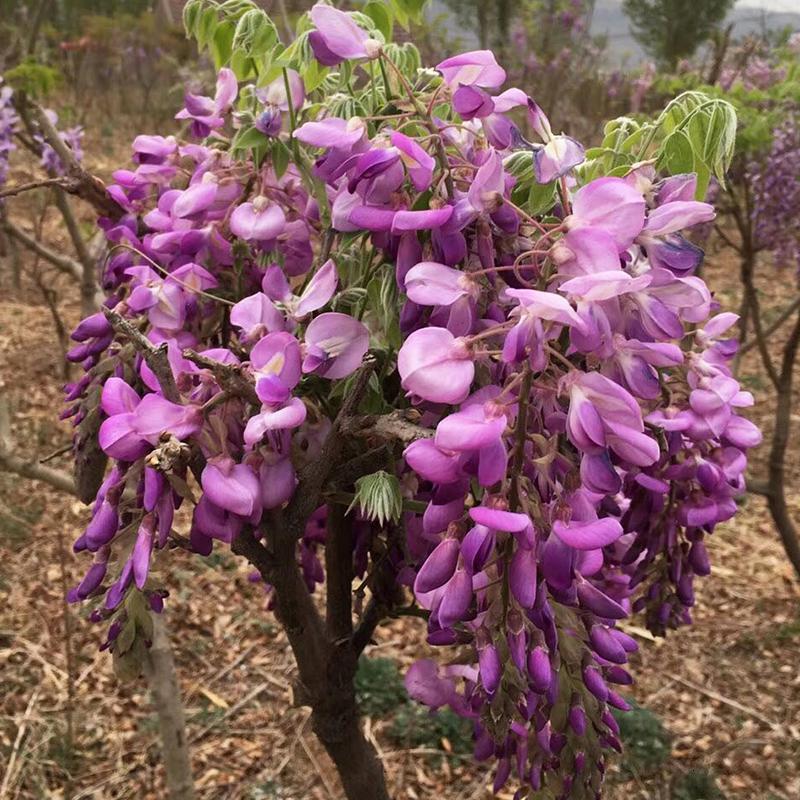 紫藤花苗树苗盆栽盆景古达老桩庭院花卉爬藤植物四季开花不断浓香 紫水晶3公分庭院 不含盆_847