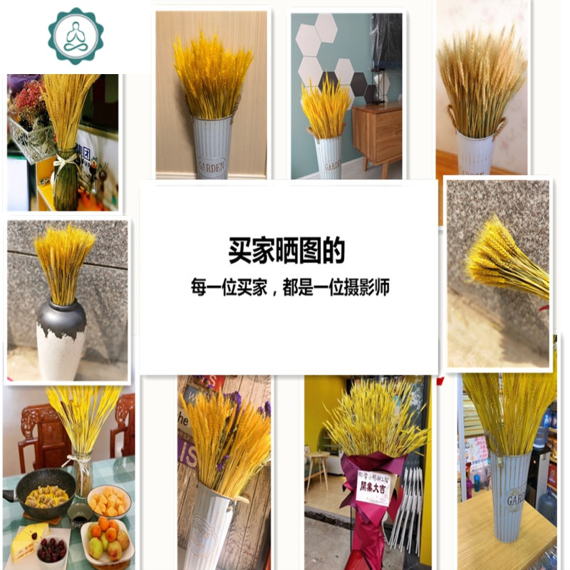 天然麦穗干花花束开业大麦客厅田园装饰摆件摄影插花真花艺术落地 封后 干花芦苇高度60厘米100支