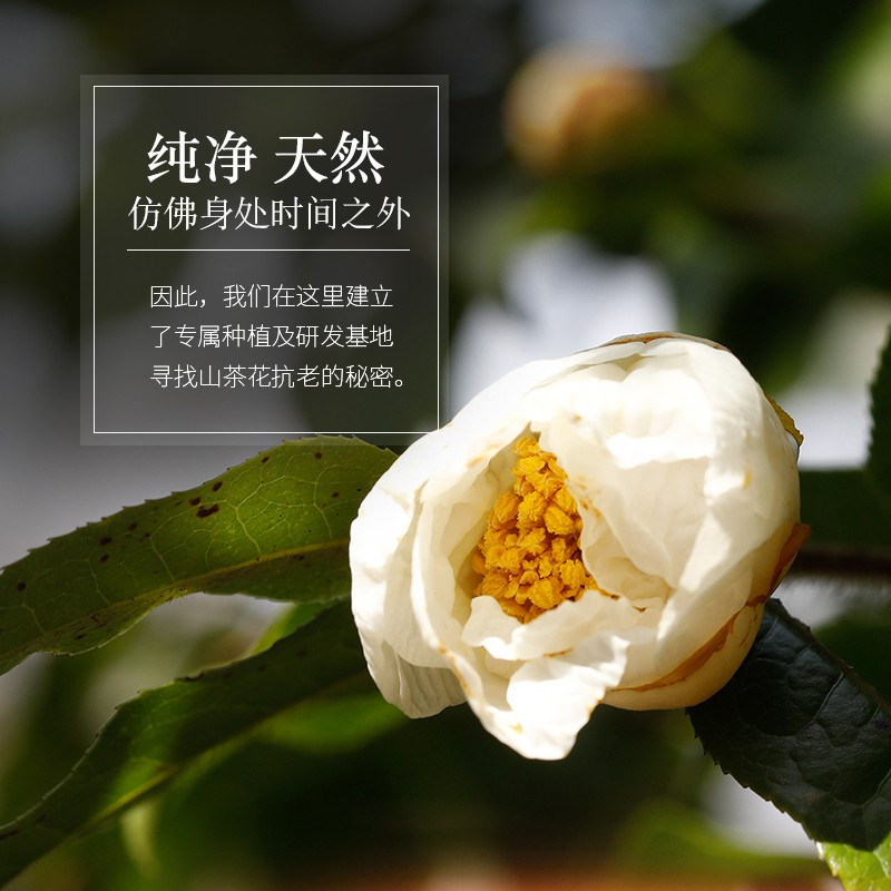 相宜本草(INOHERB) 山茶花焕活鲜养乳100g 补水乳液柔润细滑紧致修护滋润 正品护肤品 官方正品