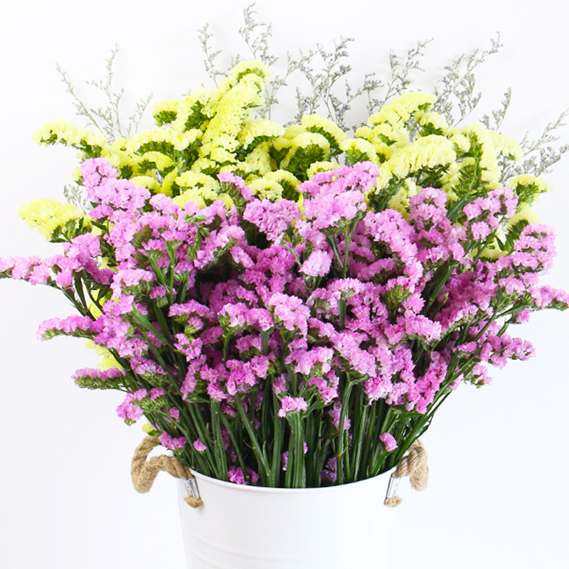 鲜花卉室内居家摆饰花艺束盆栽 fenghou 红紫黄勿忘我 情人草【7homso