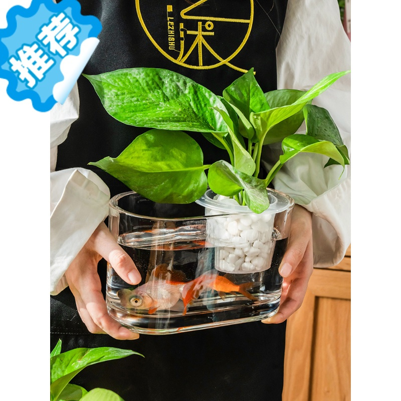 三维工匠生态瓶微景观水族箱造景斗鱼缸水养植物容器创意鱼花共养造景花瓶 8*20椭圆缸 中造