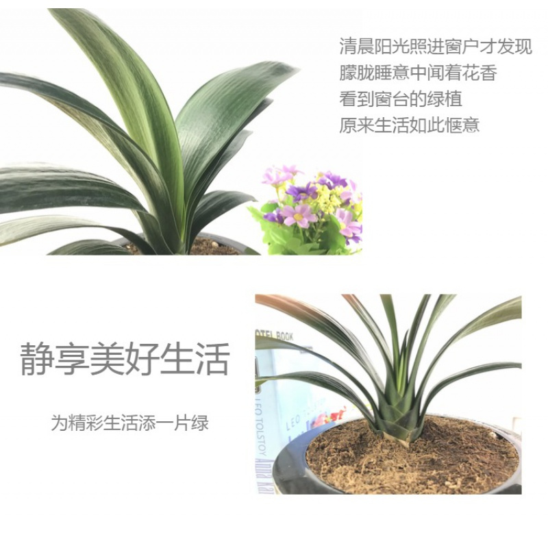 君子兰盆栽苗圆头和尚精品带盆客厅桌面室内绿植彩兰植物花卉含盆 圆头短叶红金冠9-10叶春夏好养当年开花 含盆