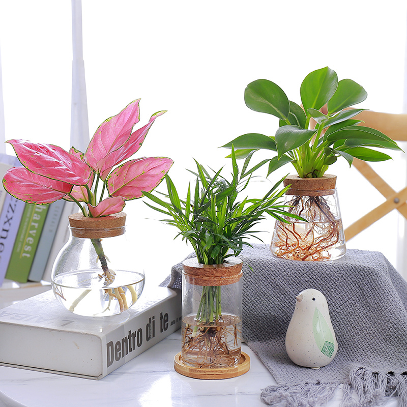 创意玻璃花瓶透明水养绿植容器轻奢小花瓶办公桌面装饰品现代摆件 圆柱瓶+金钻 中等84T11X