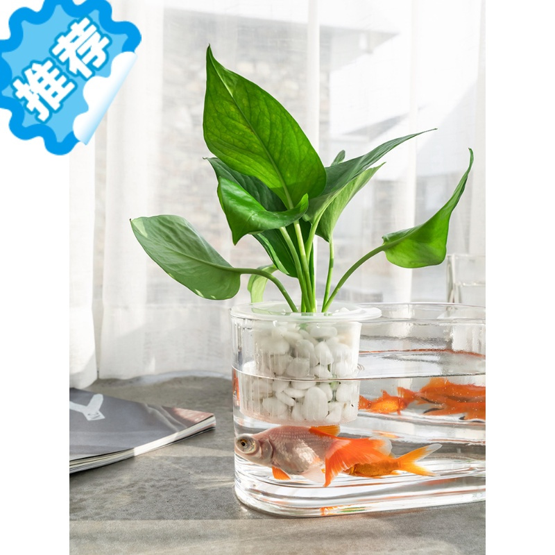 三维工匠生态瓶微景观水族箱造景斗鱼缸水养植物容器创意鱼花共养造景花瓶 8*30椭圆缸 中景