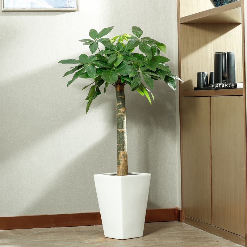盆栽大绿植大型植物树室内客厅落地办公室好养活大粗杆 12米