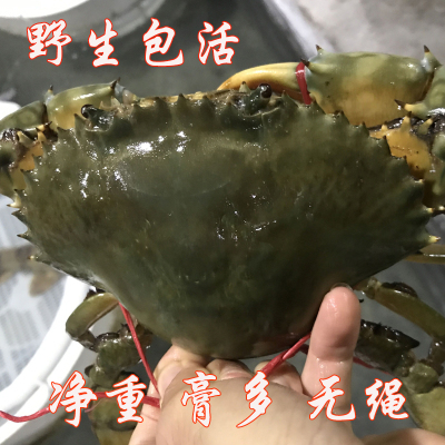 【活鲜】沈志雄 东山岛海鲜活红膏蟹红鲟青螃蟹 1只 450g