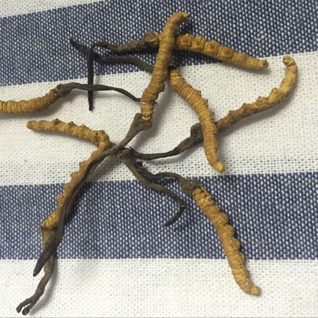 青源堂青海玉树虫草冬虫夏草正品一级品质4条g包邮