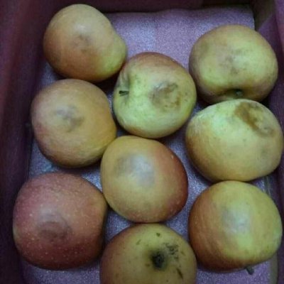 【中华特色馆】砀山馆 油桃5斤.