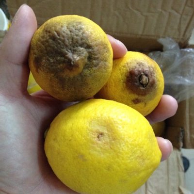 【中华特色馆】安岳馆 四川安岳柠檬丑果5斤装