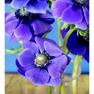 清扬洗发露丝漾柔滑型750ml