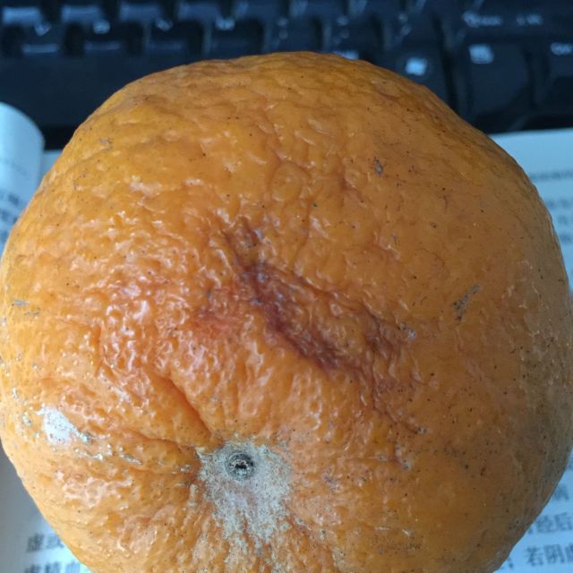 【小六美鲜】 四川蒲江不知火丑柑5斤 新鲜丑橘水果