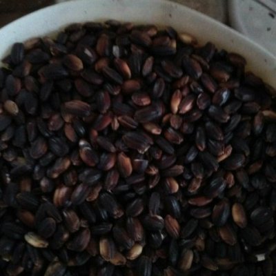 仁果果 黑糯米1罐装 云南墨江农家紫米 血糯米 五谷杂粮营养代餐粥