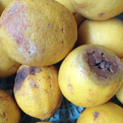 【柠檬小仙】安岳柠檬新鲜水果 丑果5斤装 2500g有坏包赔