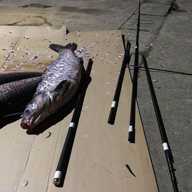 钓鱼王中逵钓竿 战斗鲤 特价鱼竿包邮钓鱼竿 鱼竿套装碳素超硬调 战斗