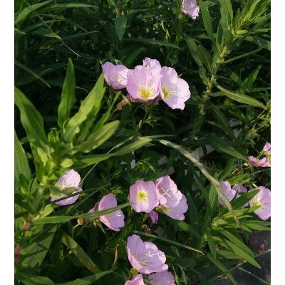 三星galaxy a9高配版 (a9100) 精灵黑 全网通4g手机 双卡双待