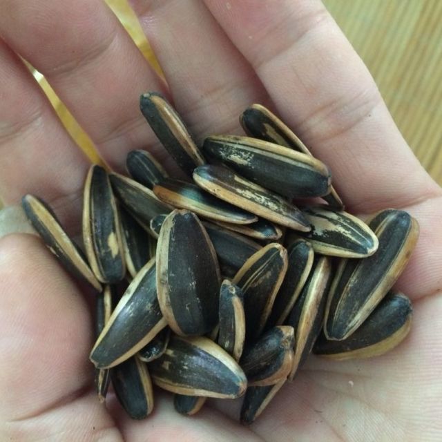 洽洽毛嗑瓜子焦糖散装500g2袋共1000g水煮大粒瓜子坚果炒货